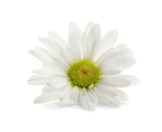 Beautiful and delicate chamomile flower on white background