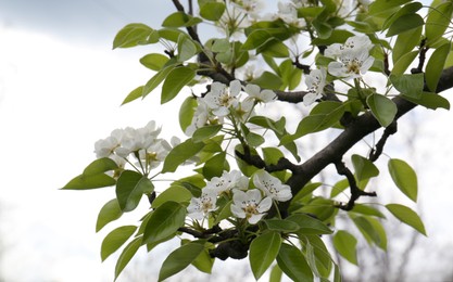 Photo of Pear tree with white blossoms, closeup view. Spring season