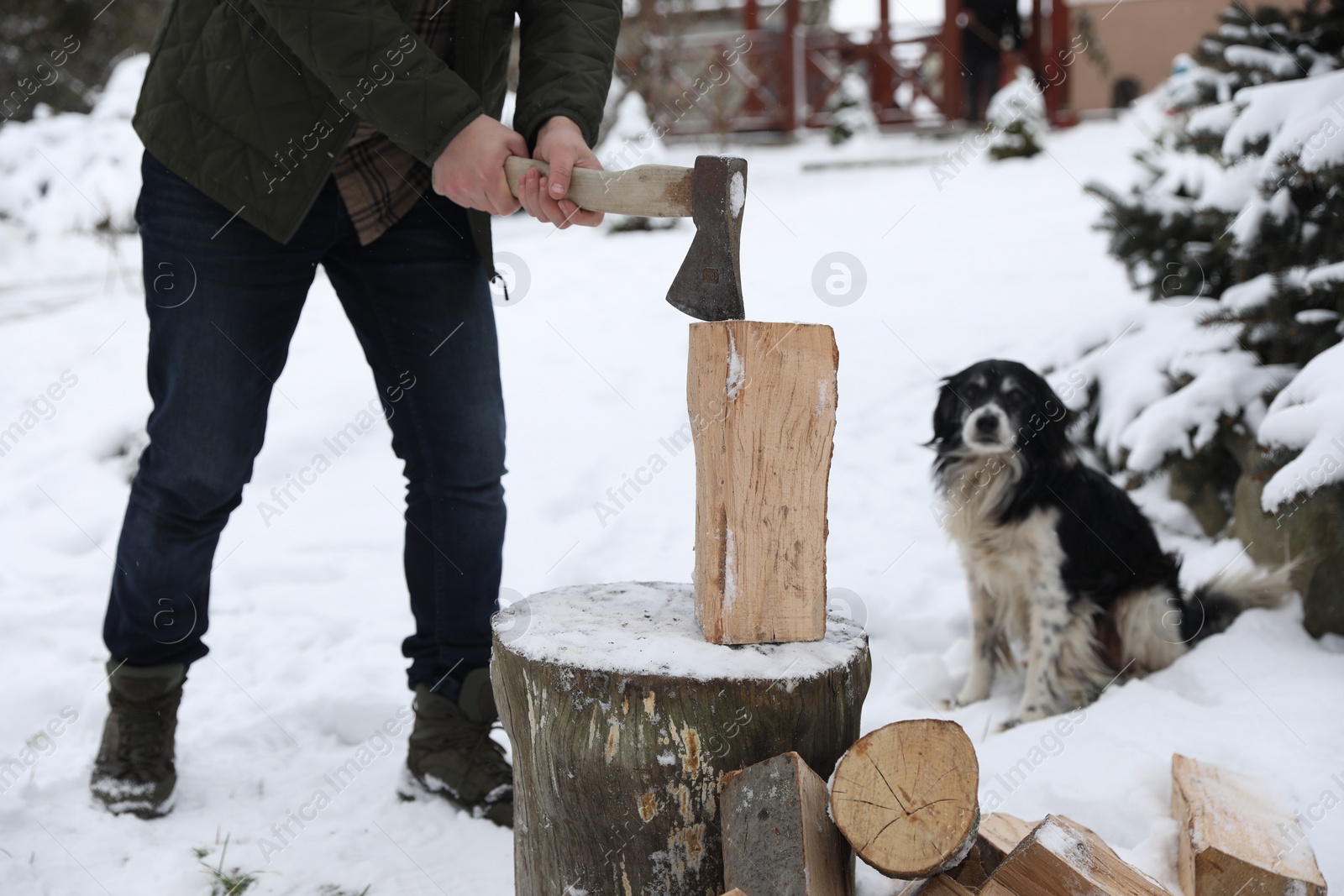 Photo of Man chopping wood with axe next to cute dog outdoors on winter day, closeup