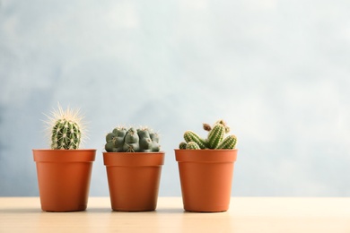 Photo of Beautiful succulent plants in pots on table against blue background, space for text. Home decor