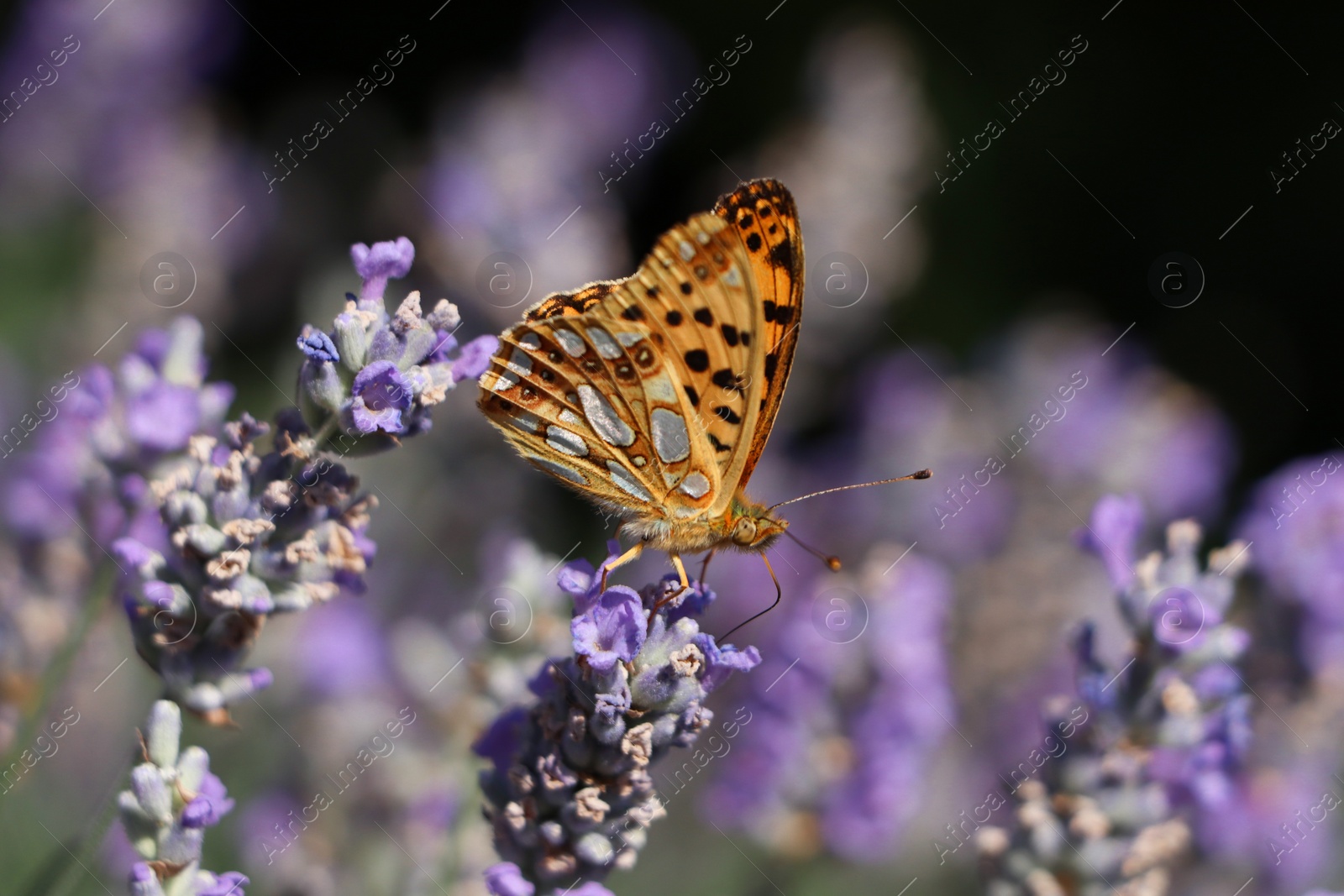 Photo of Beautiful butterfly in lavender field on sunny day, closeup