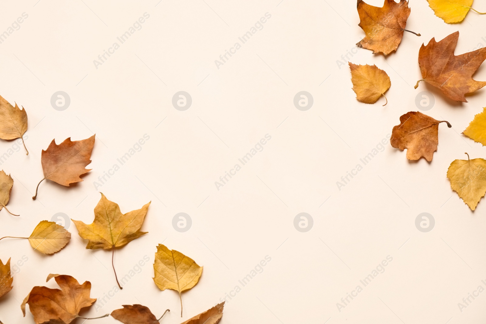 Photo of Flat lay composition with autumn leaves on light background, space for text