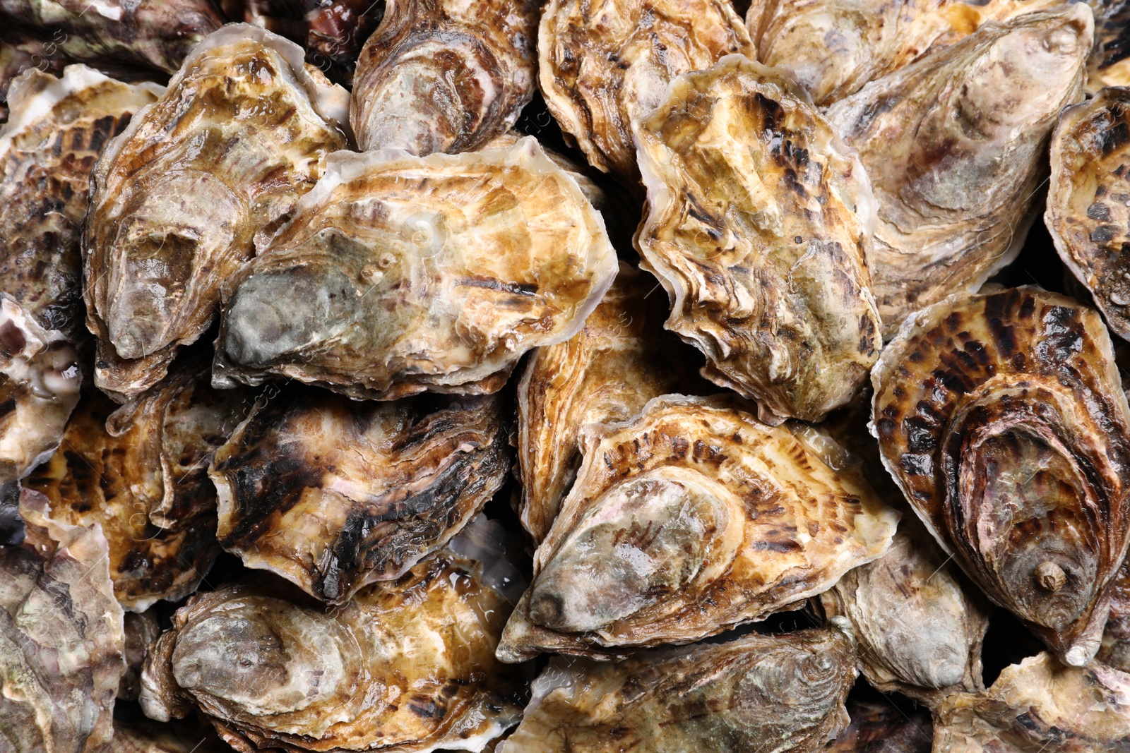 Photo of Fresh closed oysters as background, top view