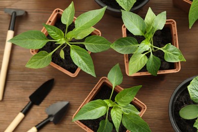 Photo of Different seedlings growing in plastic containers with soil and gardening tools on wooden table, flat lay