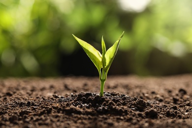 Young seedling in soil on blurred background