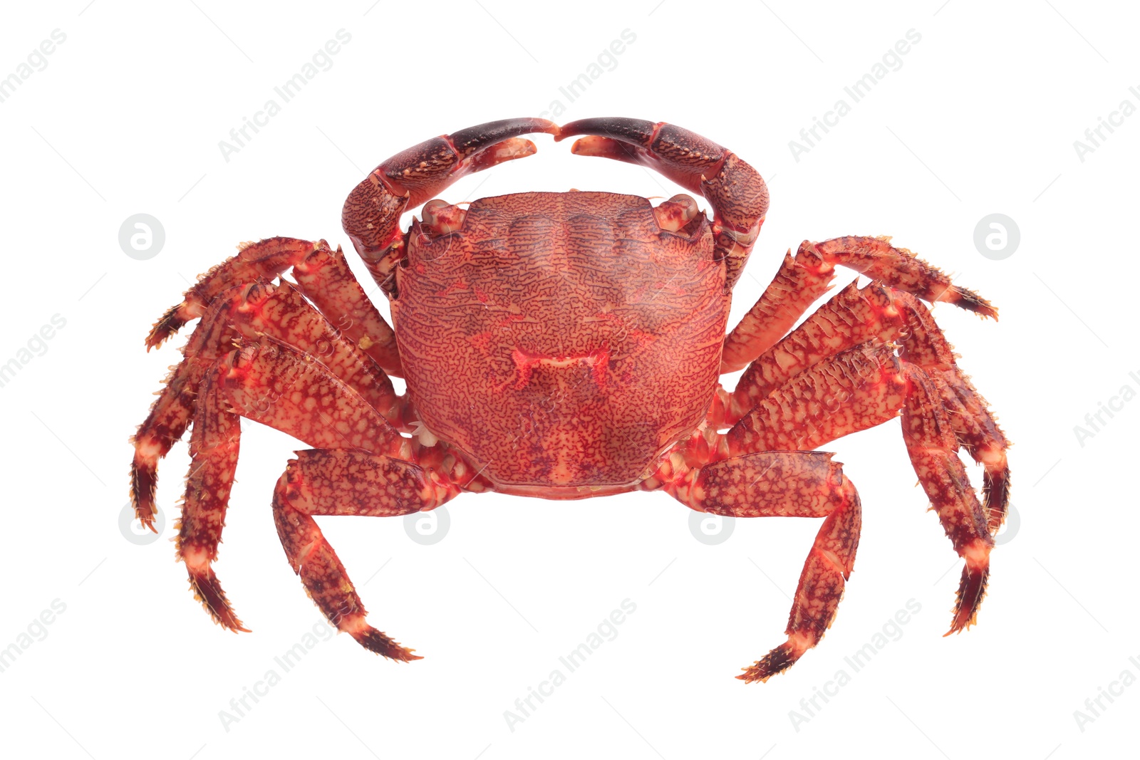 Photo of One delicious boiled crab isolated on white, top view