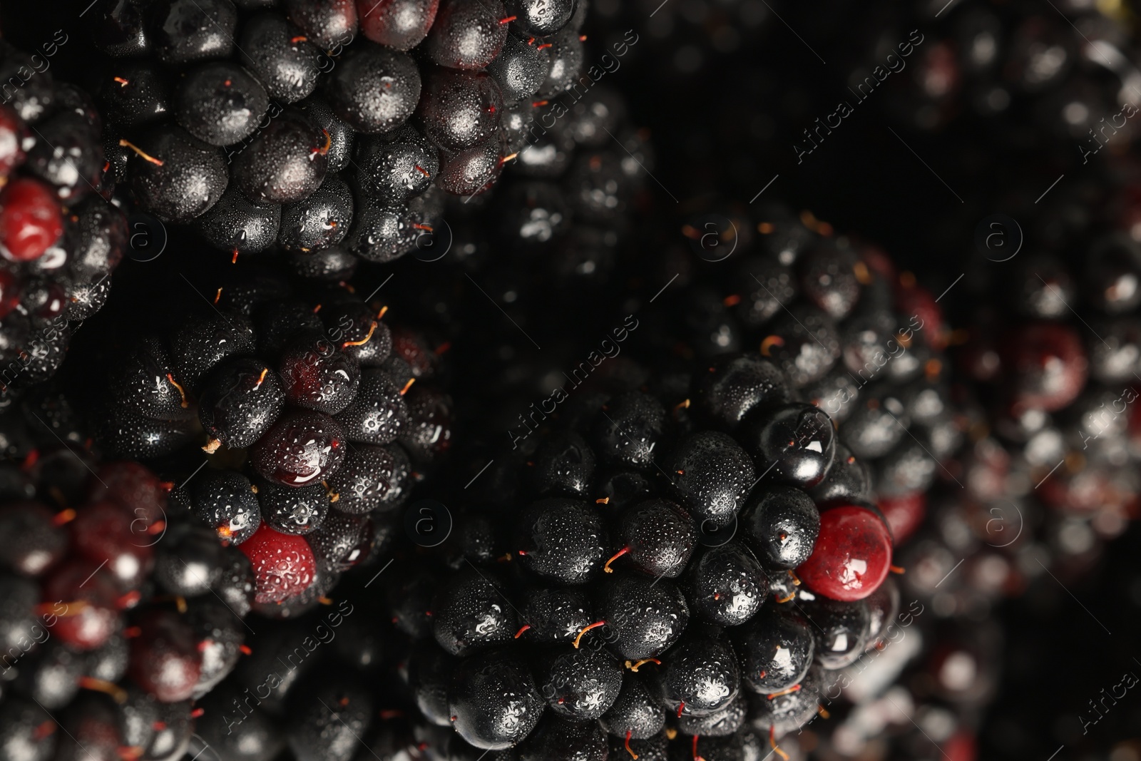 Photo of Wet tasty ripe blackberries as background ,closeup