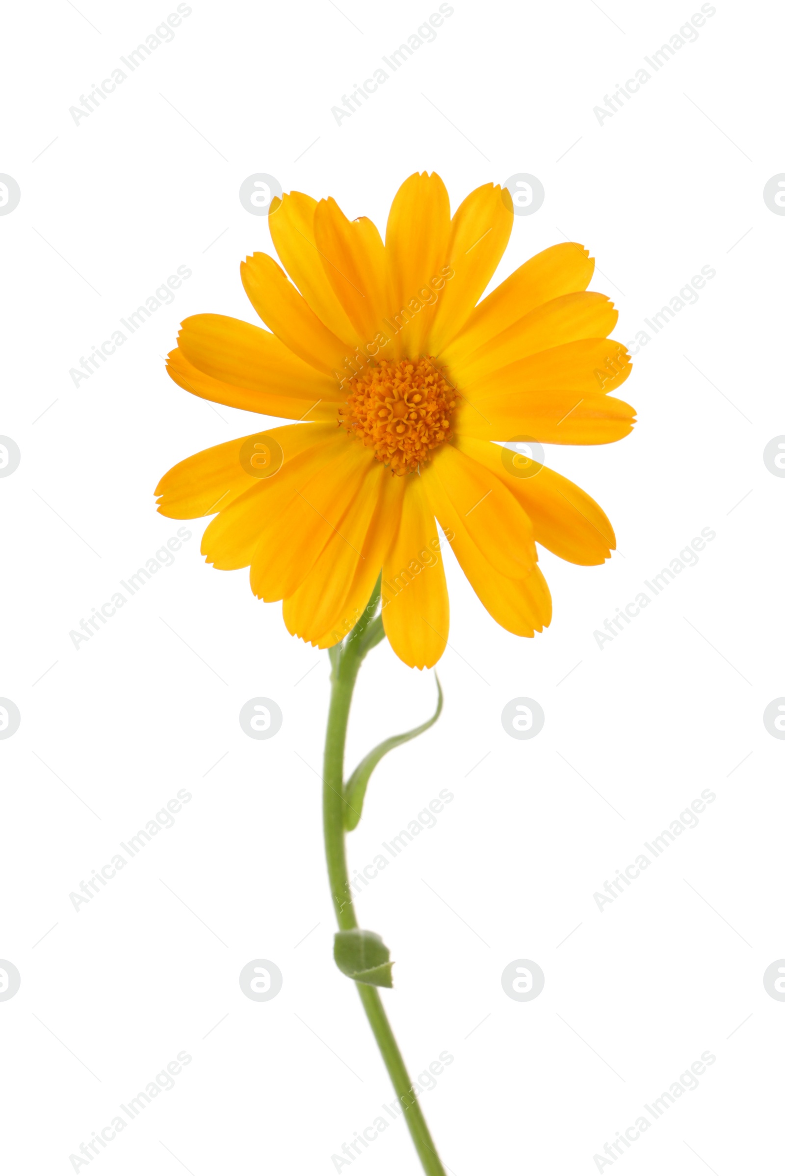 Photo of Fresh beautiful calendula flower isolated on white