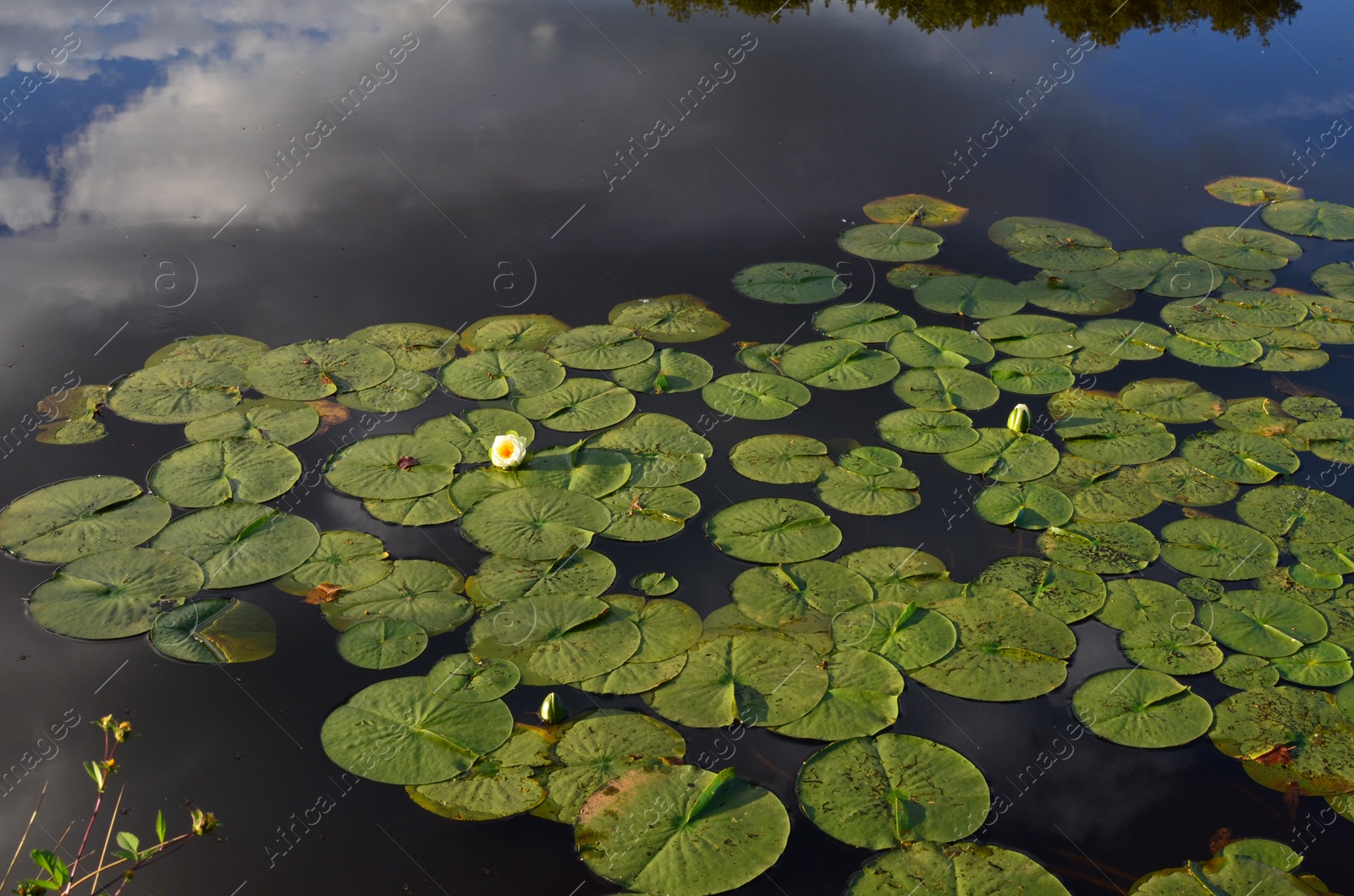 Photo of Pond with beautiful lotus flowers and leaves