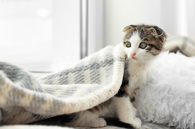 Adorable little kitten under plaid on bed indoors