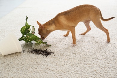 Photo of Adorable Chihuahua dog near overturned houseplant on carpet indoors