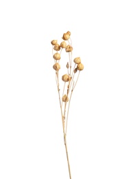 Beautiful tender dried flowers on white background.