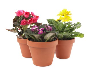 Different beautiful blooming plants in flower pots on white background