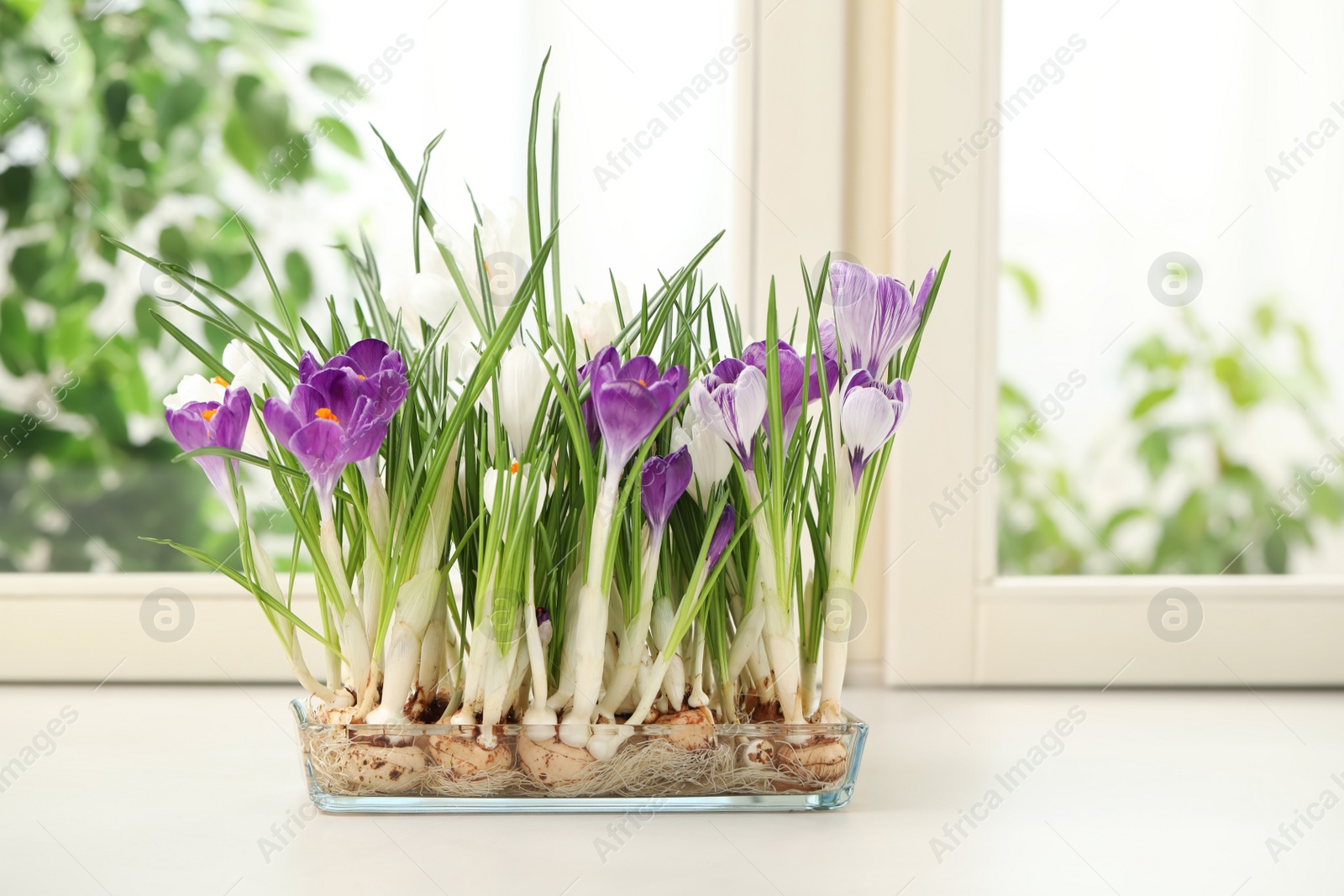 Photo of Beautiful blooming crocus flowers on window sill