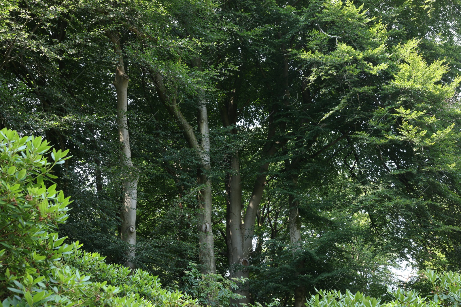 Photo of Beautiful green trees in forest on sunny day