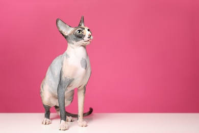 Photo of Cute sphynx cat on floor against color background, space for text. Friendly pet