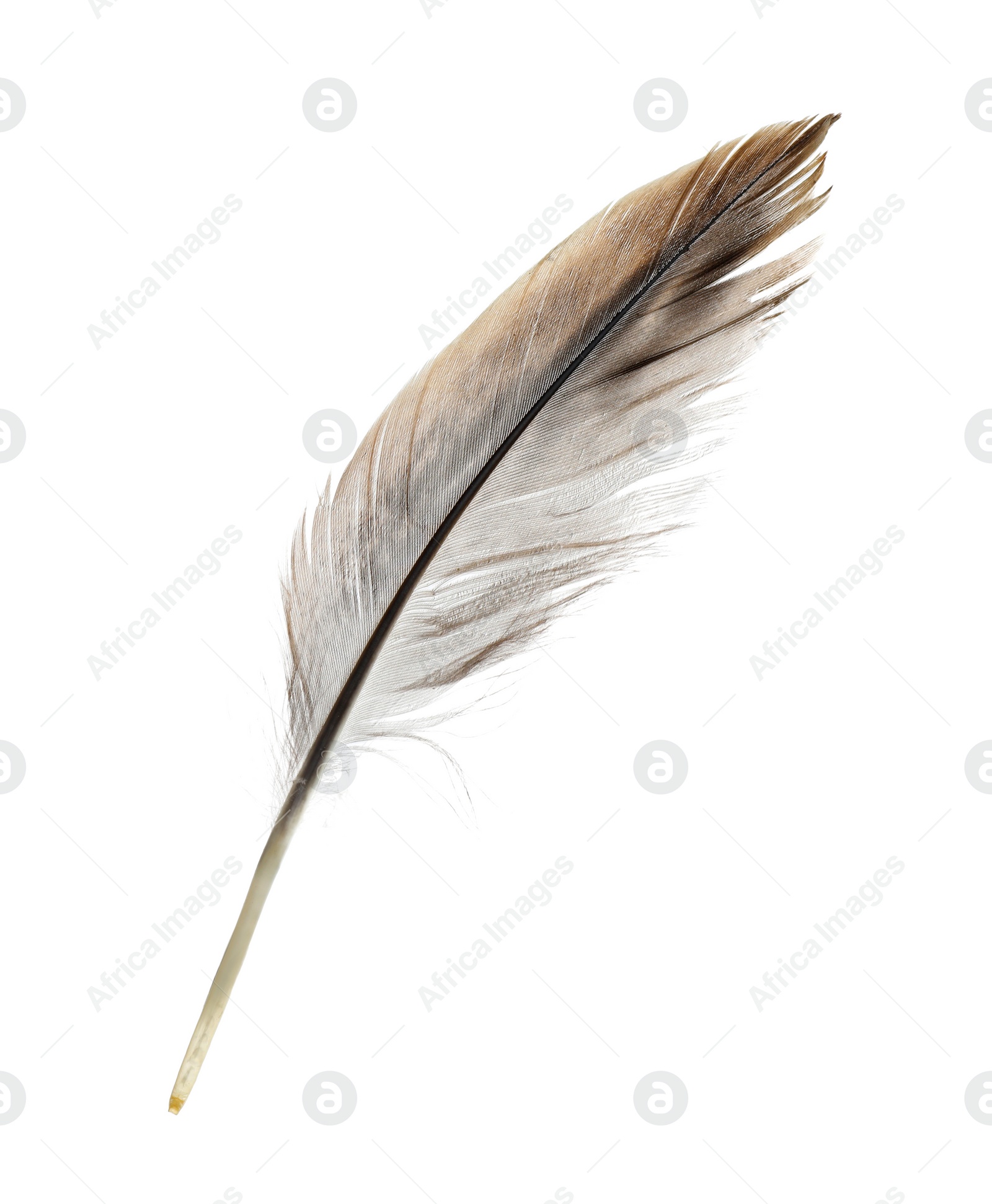 Photo of Beautiful grey bird feather isolated on white