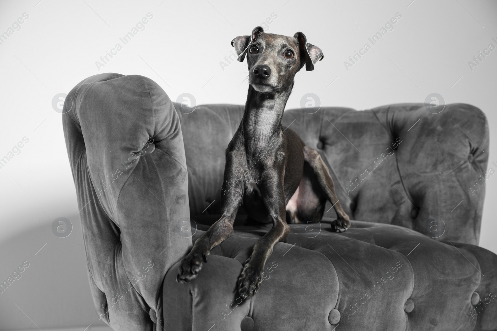 Photo of Italian Greyhound dog on armchair against light background