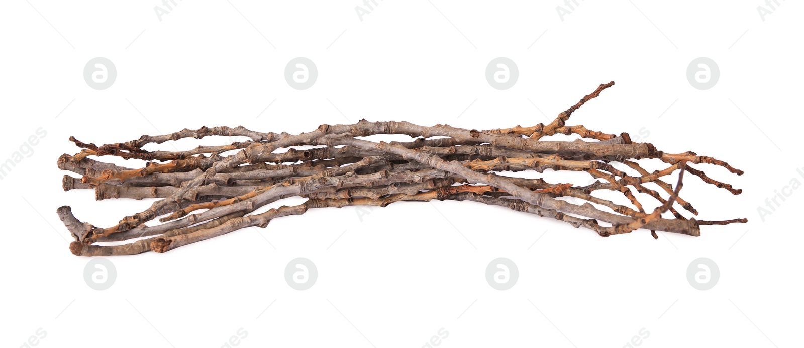 Photo of Old dry tree twigs isolated on white