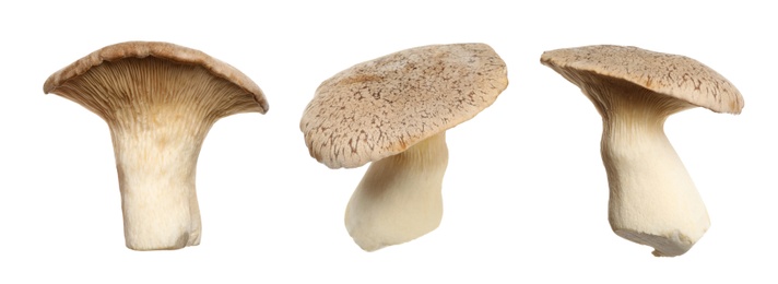 Set of fresh king oyster mushrooms on white background. Banner design 