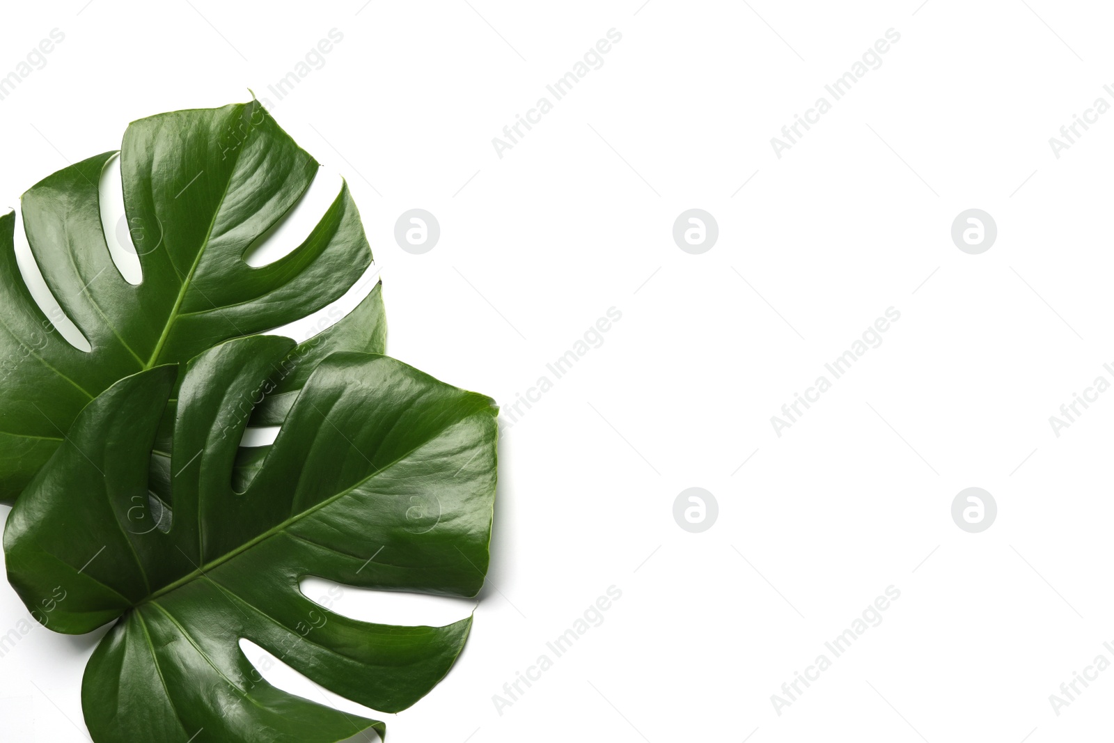 Photo of Flat lay composition with tropical monstera leaves and space for text on white background