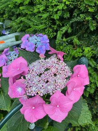 Photo of Beautiful blooming hydrangea bush with green leaves, closeup