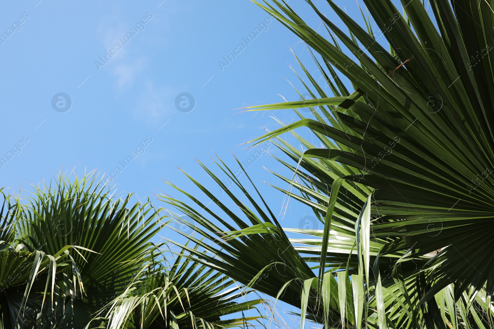 Photo of Beautiful view of palm branches on sunny summer day