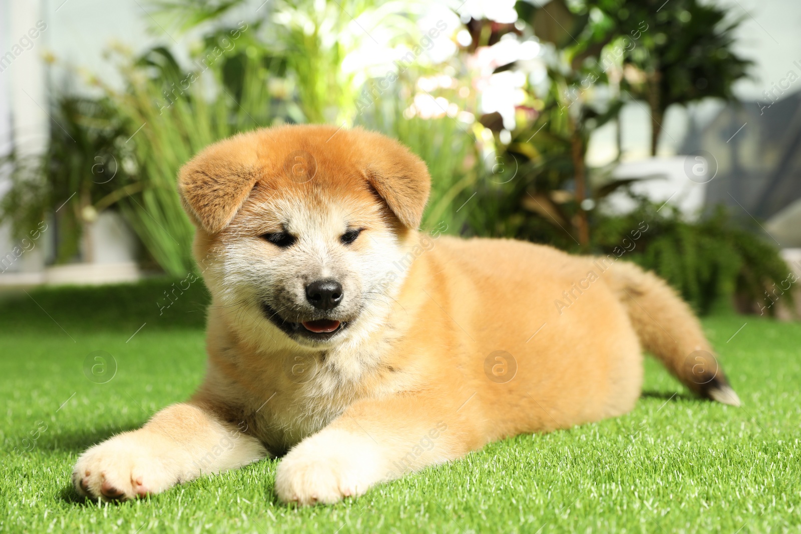 Photo of Cute Akita Inu puppy on green grass outdoors. Baby animal