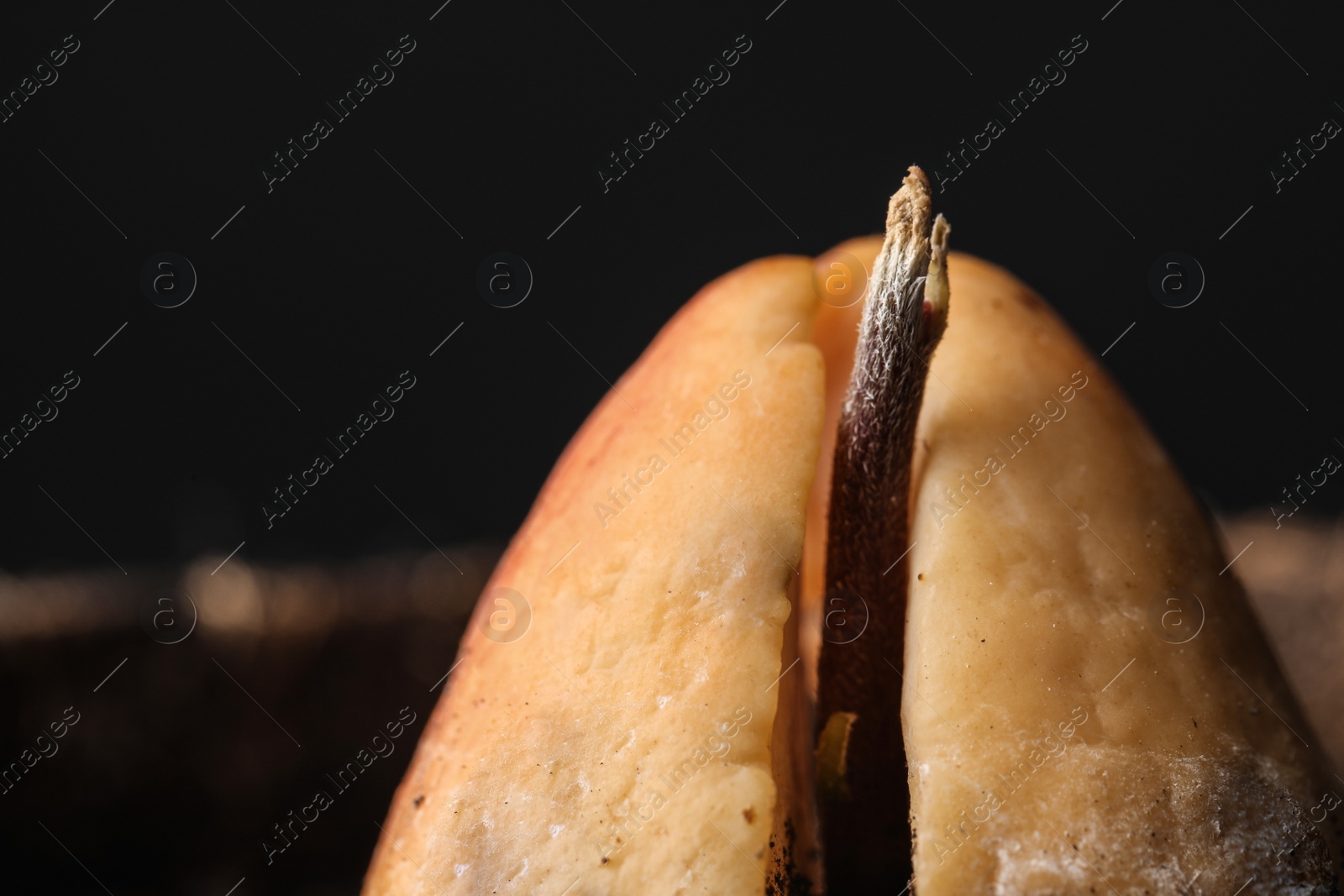 Photo of Avocado pit with sprout against black background, closeup