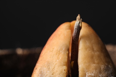 Photo of Avocado pit with sprout against black background, closeup