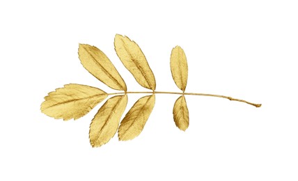 Photo of Twig of golden rowan leaves isolated on white. Autumn season