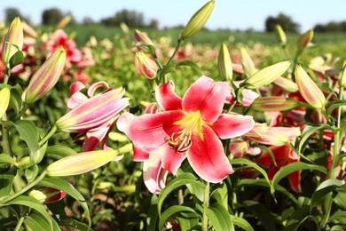 Beautiful bright pink lilies growing at flower field