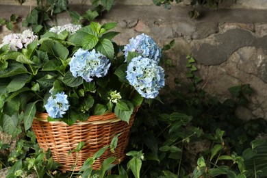 Photo of Beautiful blooming hortensia plants in wicker basket outdoors. Space for text