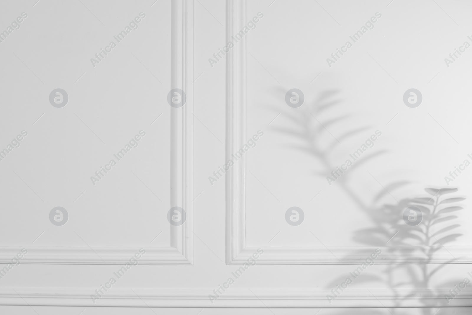 Photo of Shadow of plant falling on white wall