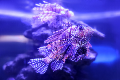 Beautiful lionfish swimming in clear aquarium water