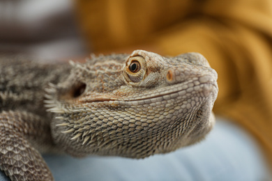 Photo of Young woman with bearded lizard at home, closeup. Exotic pet