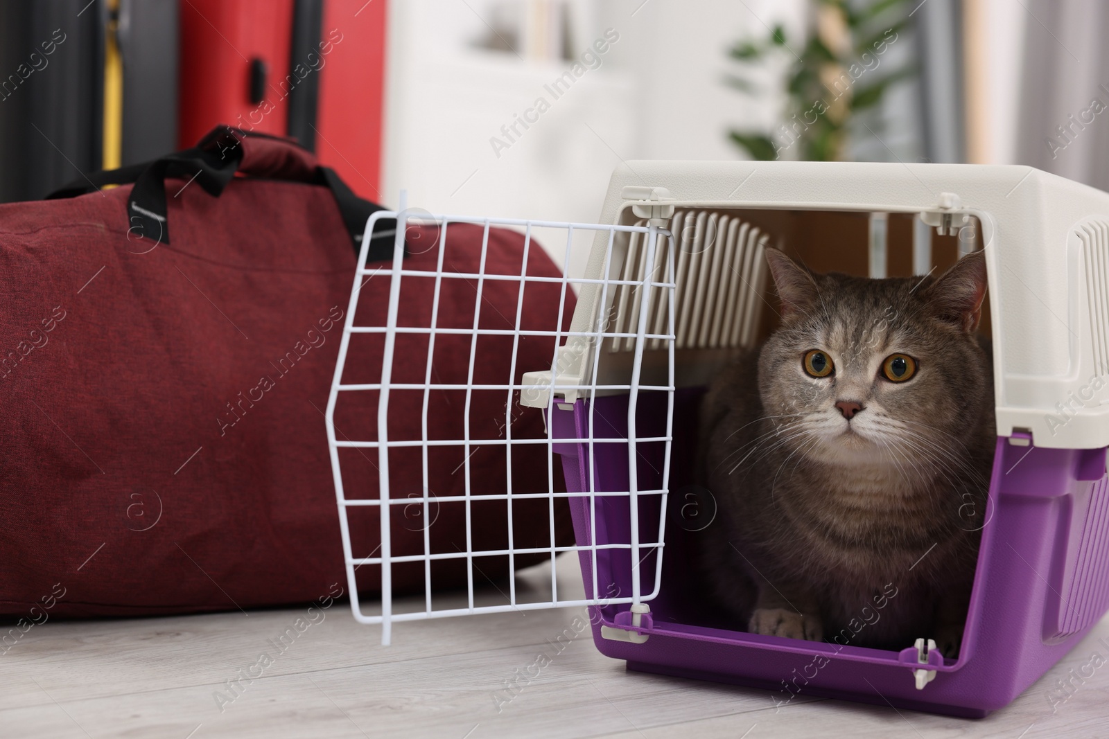 Photo of Travel with pet. Cute cat in carrier and bag at home