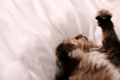 Photo of Cute fluffy cat on bed. Domestic pet