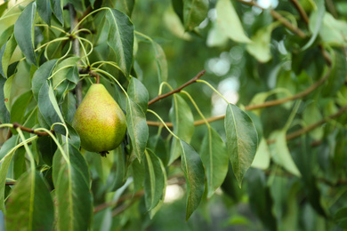 Photo of Ripe pear on tree branch in garden