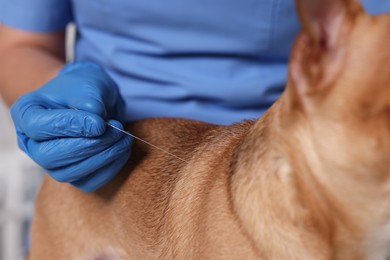 Photo of Veterinary holding acupuncture needle near dog in clinic, closeup. Animal treatment