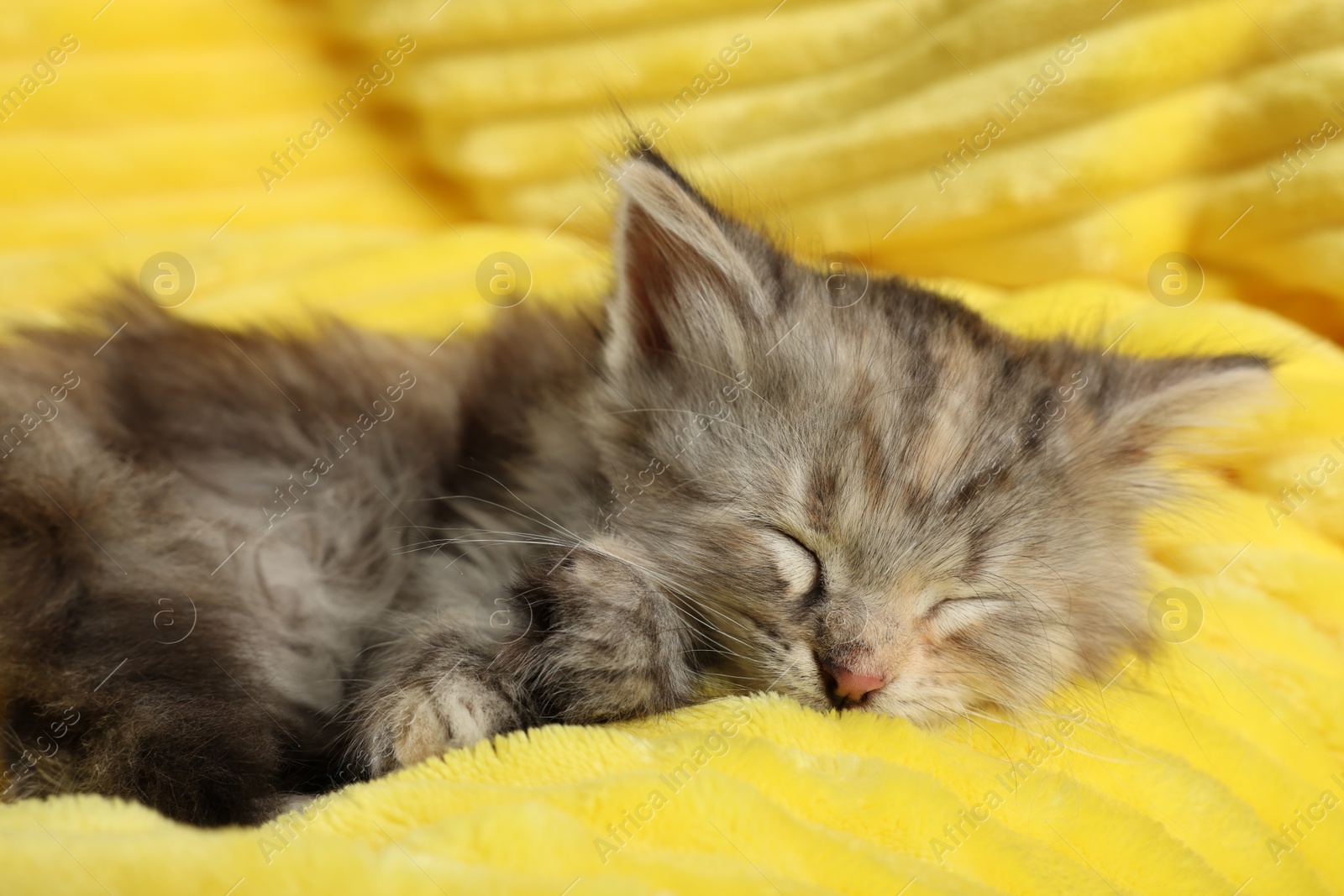 Photo of Cute kitten sleeping on soft yellow blanket