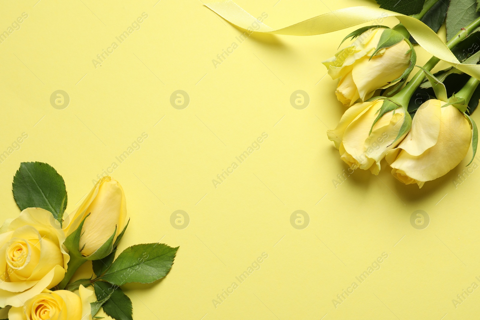 Photo of Beautiful yellow roses and ribbon on color background, flat lay. Space for text