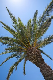 Photo of Beautiful palm tree with green leaves against clear blue sky, low angle view