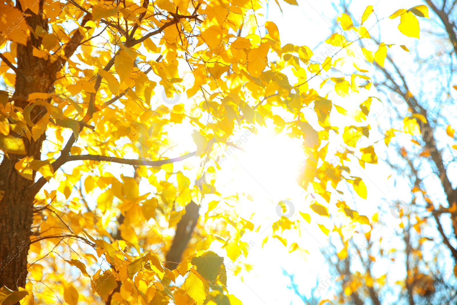 Photo of Tree in park, focus on sunlit autumn leaves