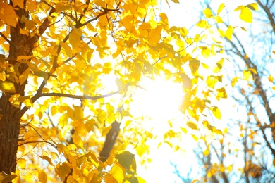 Tree in park, focus on sunlit autumn leaves