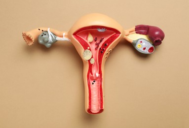 Photo of Model of female reproductive system on light brown background, top view. Gynecological care