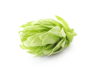 Photo of Fresh green hop on white background. Beer production