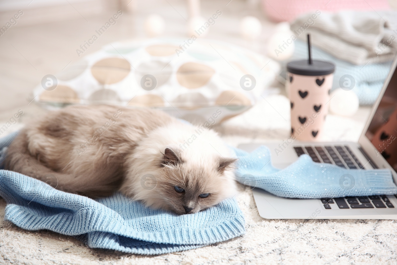 Photo of Cute cat lying on knitted sweater at home. Warm and cozy winter