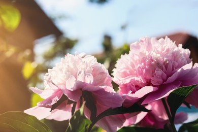 Wonderful pink peonies in garden, closeup. Space for text