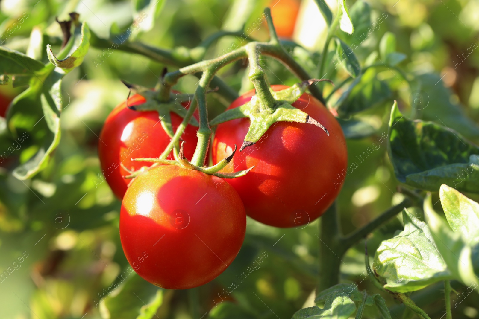 Photo of Red ripe tomatoes growing on bush outdoors, closeup